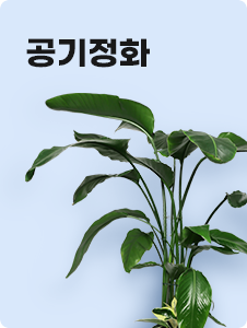 공기정화